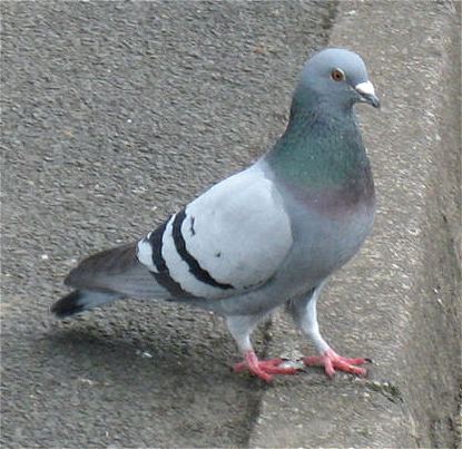 pigeon